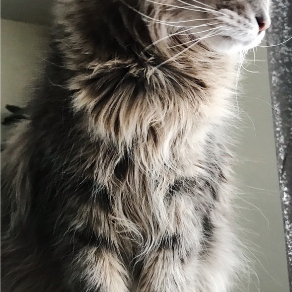 LIKE this to be notified of my live auctions ❤️ Check my photos to see my fam! - Picture 14 of 14